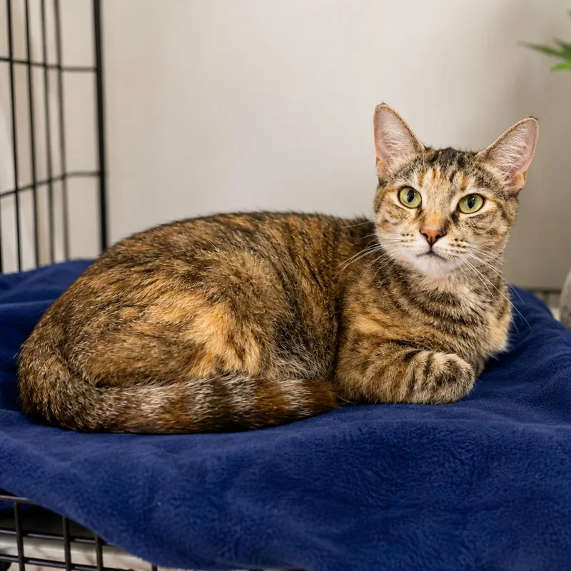 A young medium-sized female Torbie Domestic Short Hair cat named Bunny for adoption in Hopkinton, MA