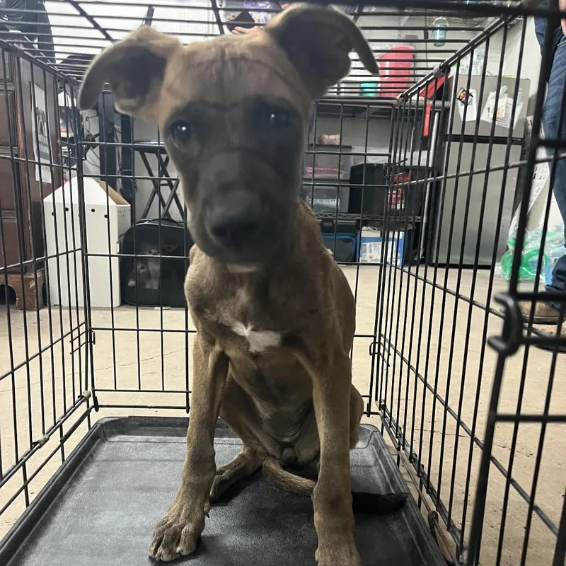 A baby medium-sized female Brown / Chocolate Shepherd dog named Gilberta for adoption in Edinburg, TX