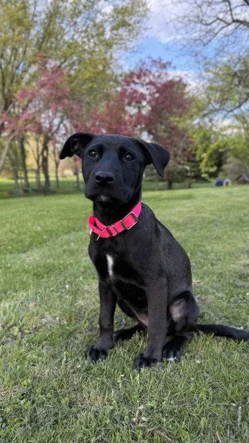 Savannah