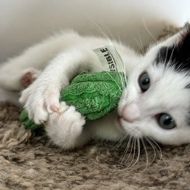 A baby small-sized female White Domestic Short Hair cat named Skippety Limon for adoption in Eaton Rapids, MI