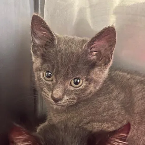 A baby small-sized female Gray / Blue / Silver Domestic Short Hair cat named Annette for adoption in Lake Panasoffkee, FL