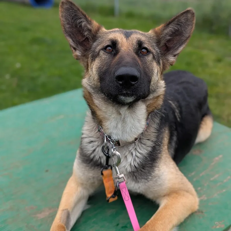 An adult medium-sized female Tricolor (Brown, Black, & White) German Shepherd Dog dog named Sammi for adoption in Bellingham, WA