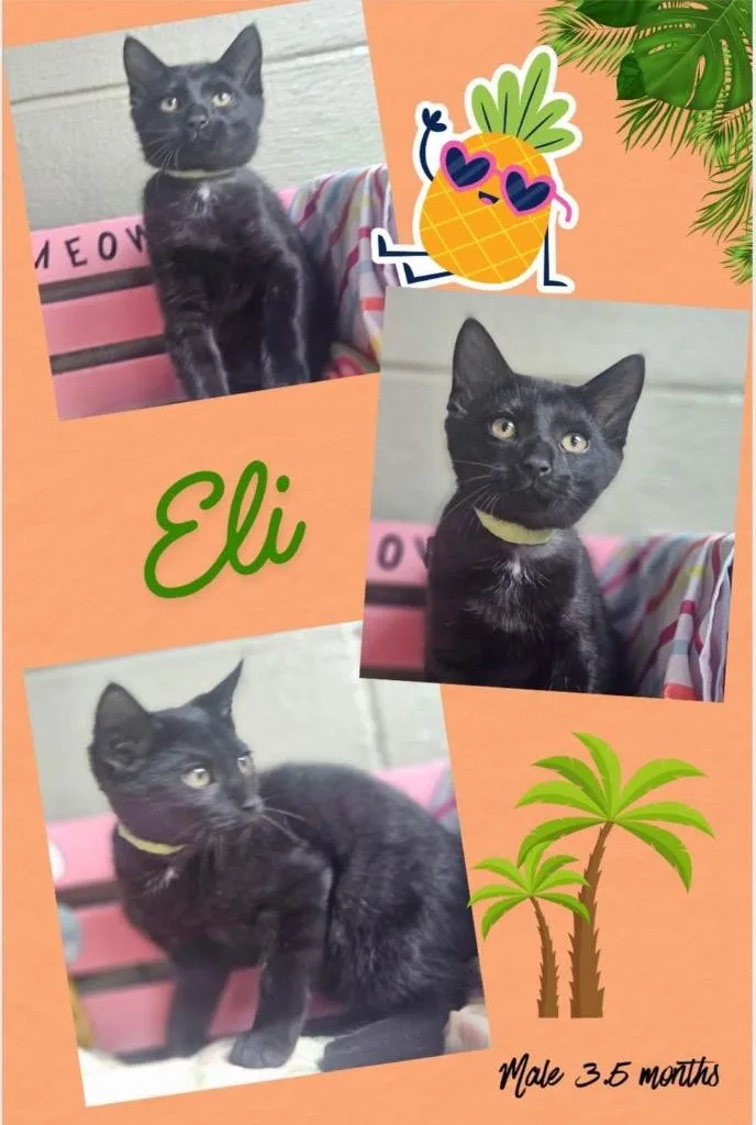 Eli
