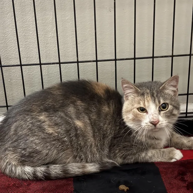 Chola Lola thumbnail 2