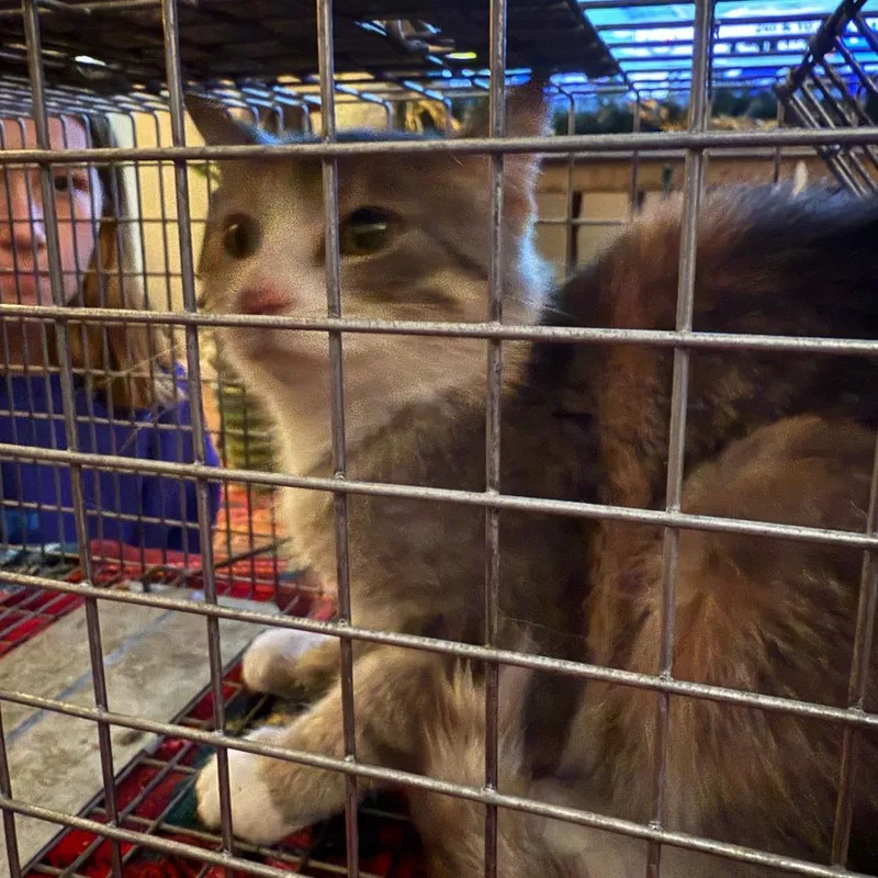 Chola Lola thumbnail 3