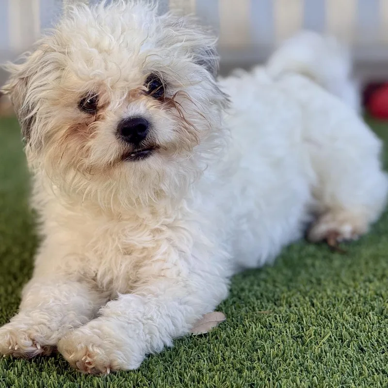 Wingman: I Like Chickens