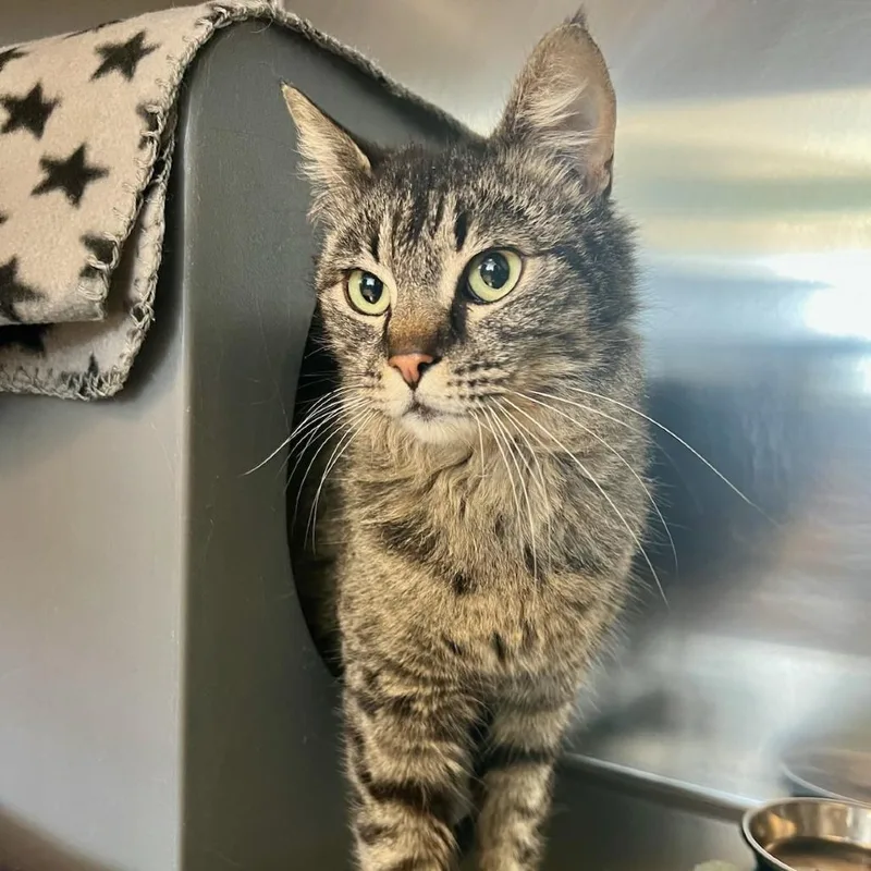 An adult medium-sized female Brown / Chocolate Domestic Short Hair cat named Highlight for adoption in Tacoma, WA