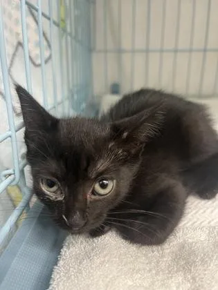 A baby small-sized female Domestic Short Hair cat named Betty for adoption in Gainesville, FL
