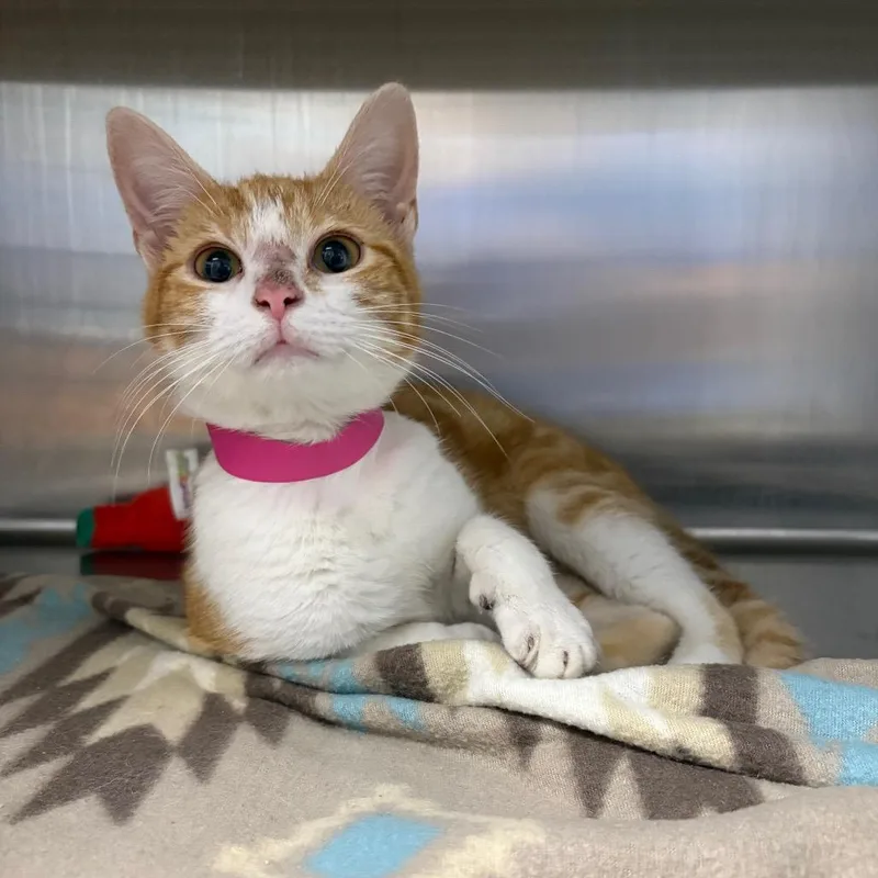 A young medium-sized female White Domestic Short Hair cat named Ada for adoption in Auburn, AL