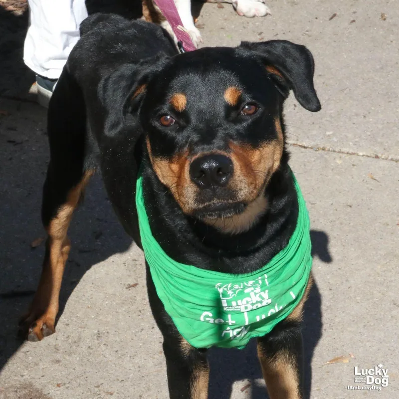 A young large-sized female Rottweiler dog named Lucie for adoption in Washington, DC