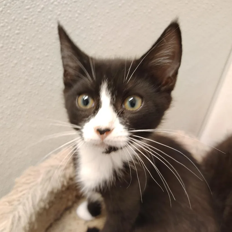 A young small-sized female Black & White / Tuxedo Domestic Short Hair cat named Moo Shu for adoption in Indiana, PA