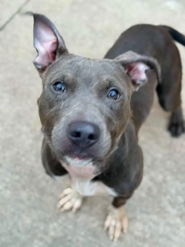 An adult medium-sized female Gray / Blue / Silver Pit Bull Terrier dog named Sea Lettuce for adoption in Chicago, IL