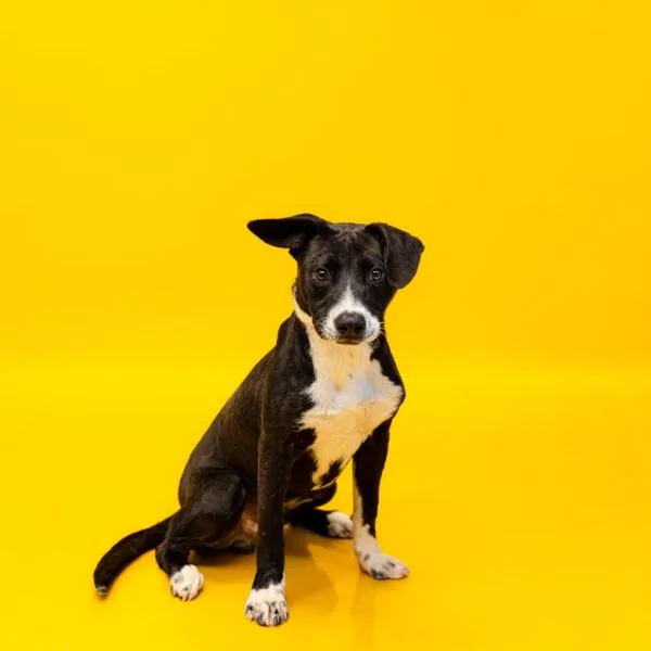 Pen  Travis thumbnail 2