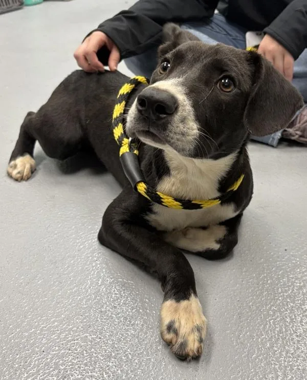 Pen  Travis thumbnail 3