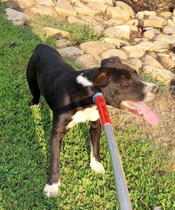 Pen  Travis thumbnail 4