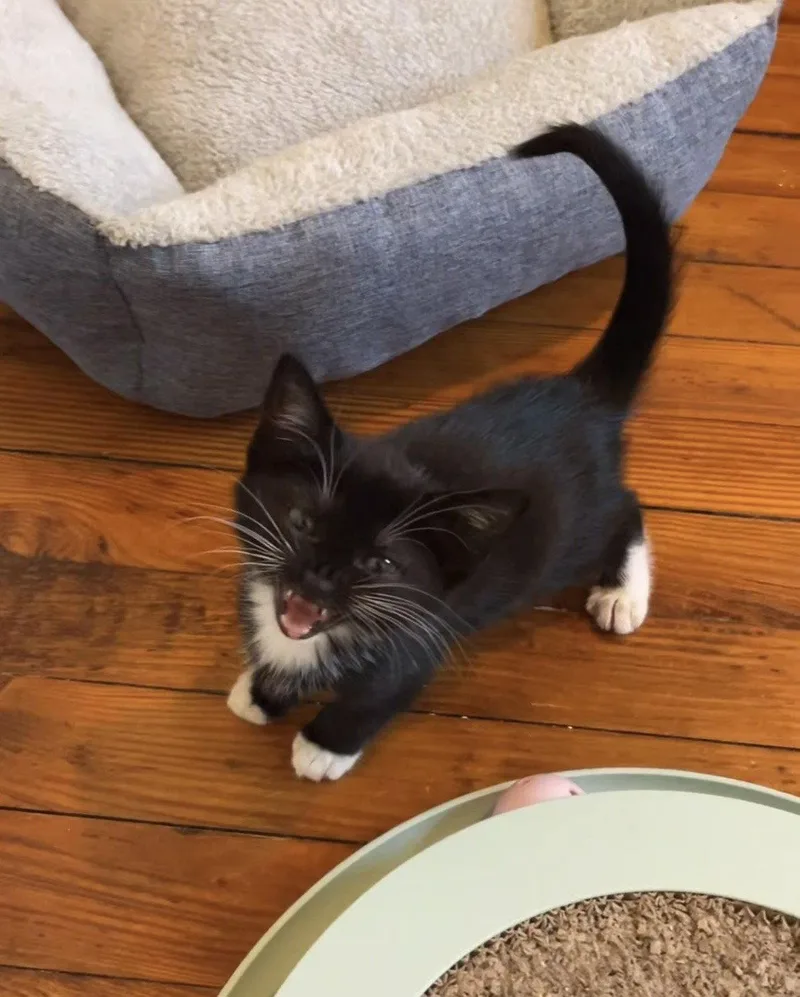 A baby small-sized female Black & White / Tuxedo Domestic Short Hair cat named Daria for adoption in Philadelphia, PA