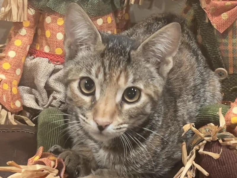 A baby small-sized female Tabby (Brown / Chocolate) Domestic Short Hair cat named Penny for adoption in Orange, CA