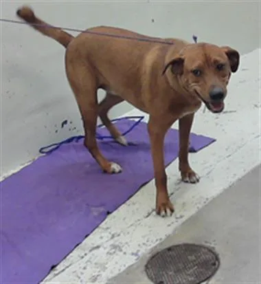 A young medium-sized female Labrador Retriever dog named Peony for adoption in Houston, TX