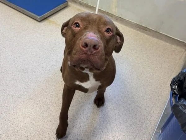 A young extra large-sized male Mixed Breed dog named Asreil for adoption in New York, NY