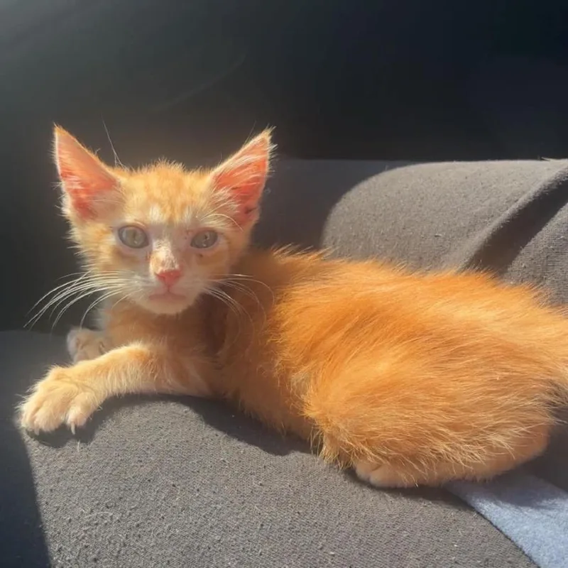 A baby small-sized female Orange / Red Domestic Short Hair cat named Biscuit for adoption in Huntington, WV