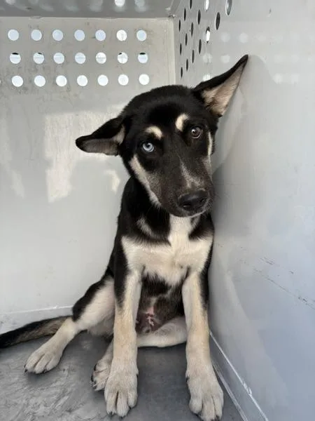 A young medium-sized male Shepherd dog named Piglet for adoption in Victorville, CA