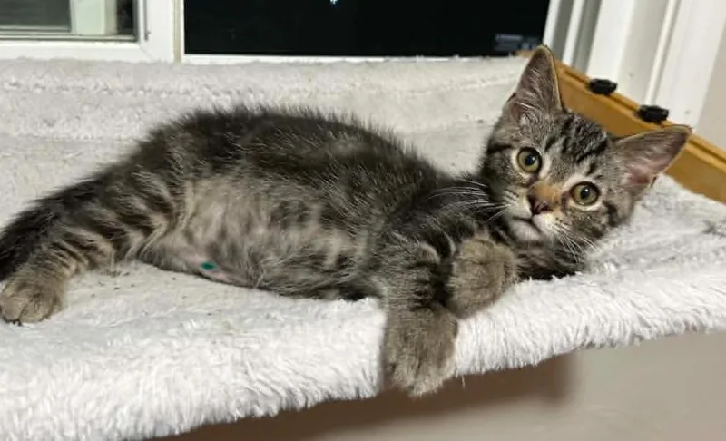 A baby medium-sized male Tabby (Brown / Chocolate) Domestic Short Hair cat named Titus for adoption in Battle Creek, MI