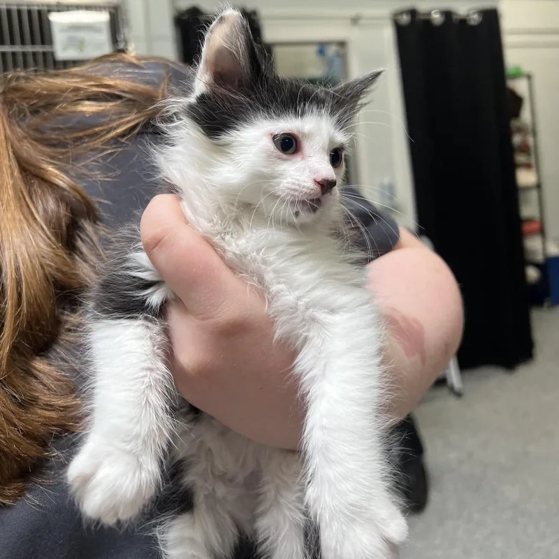 A baby small-sized male Black Domestic Medium Hair cat named Sun Dried Tomato for adoption in Mentor, OH