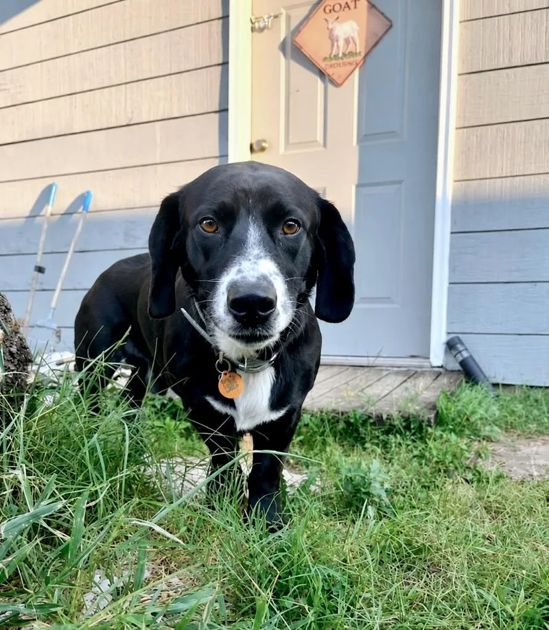 A young medium-sized male Labrador Retriever dog named Duke for adoption in Princeton, MA