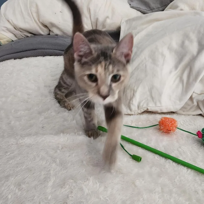 A baby small-sized female Tortoiseshell Domestic Short Hair cat named Thelma for adoption in Oakton, VA