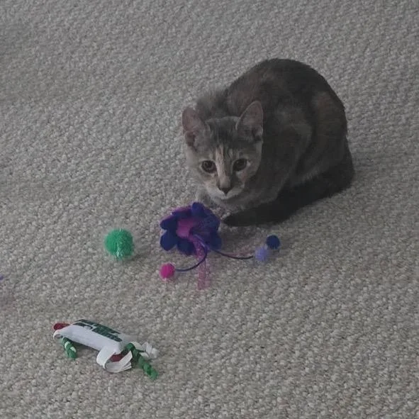 Thelma thumbnail 3