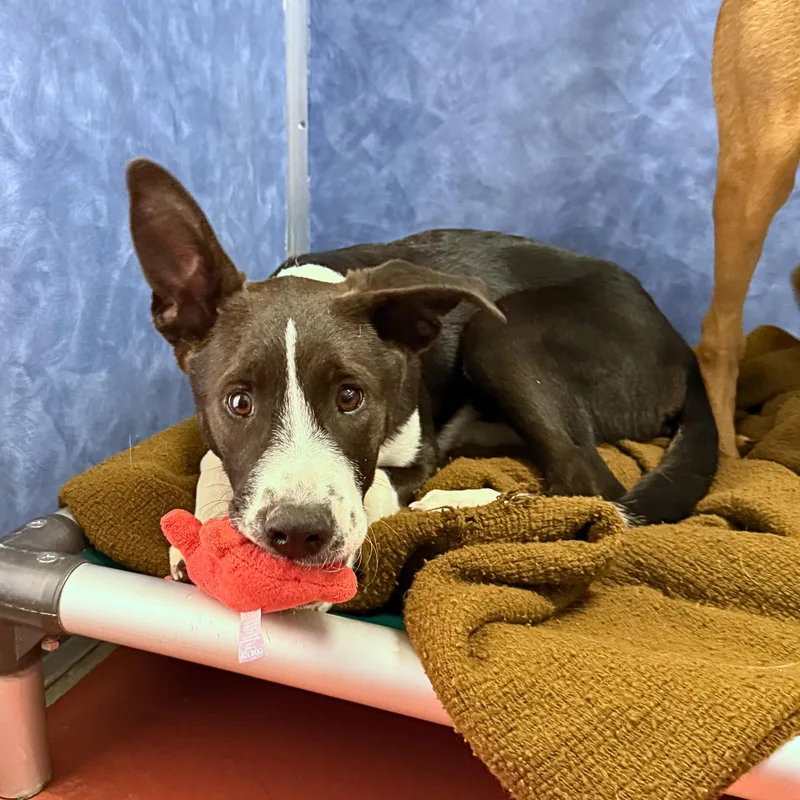 A baby medium-sized female Brown / Chocolate Border Collie dog named Scully for adoption in Ridgway, CO