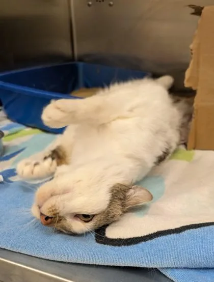 An adult large-sized male Domestic Short Hair cat named Stubby for adoption in Westland, MI