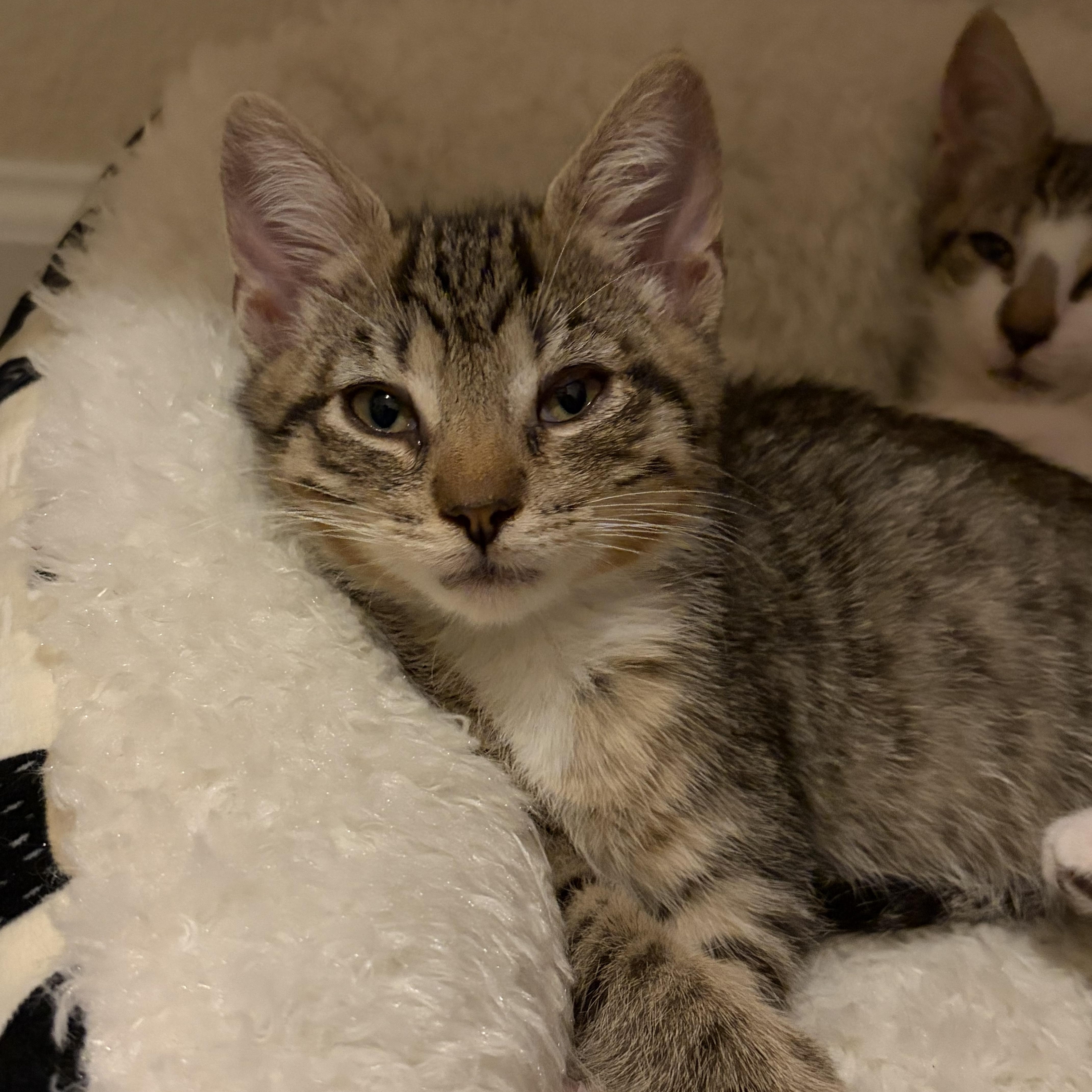 A baby medium-sized female Tabby (Buff / Tan / Fawn) Domestic Short Hair cat named Millie for adoption in jacksonville, FL