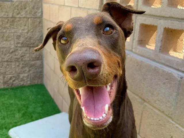 A young large-sized female Doberman Pinscher dog named Sylvette for adoption in Moreno Valley, CA