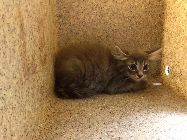 A baby small-sized male Domestic Short Hair cat named Columbus for adoption in Riverside, CA