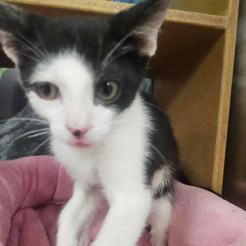 A baby small-sized male Black Domestic Short Hair cat named Trick for adoption in Grantsville, UT