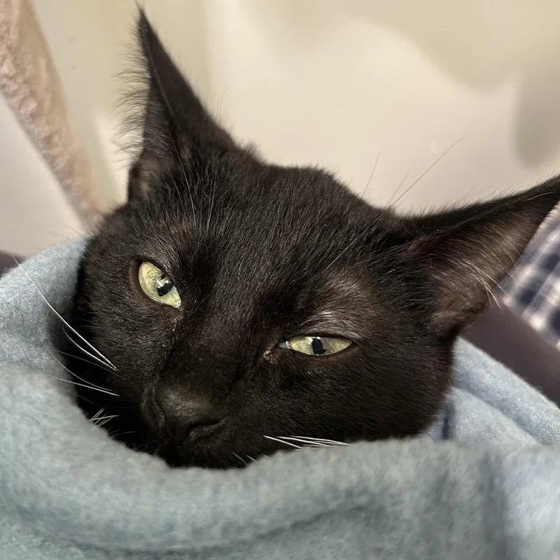 A baby small-sized male Black Domestic Short Hair cat named Q for adoption in Los Angeles, CA