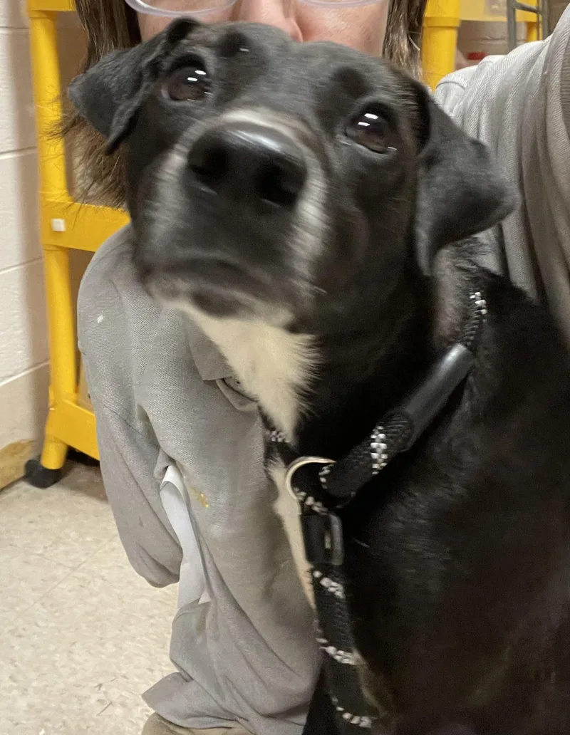 An adult small-sized female Black Terrier dog named Agnes Hold for adoption in Canton, OH