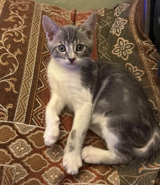 A baby small-sized male Domestic Short Hair cat named Brady for adoption in Sacramento, CA