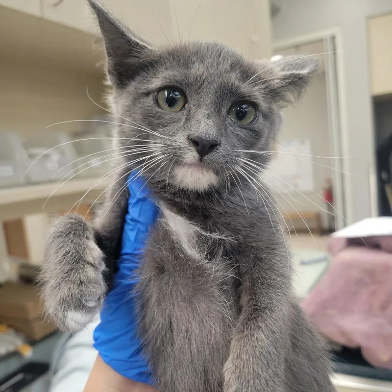 A baby small-sized female Gray / Blue / Silver Domestic Short Hair cat named Reese's Pieces for adoption in Westminster, CA
