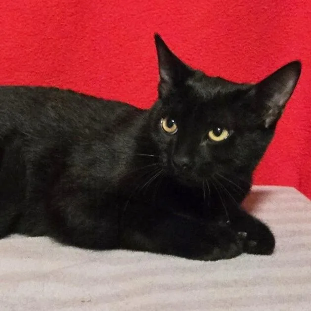 A baby medium-sized female Black Domestic Short Hair cat named Black Pearl for adoption in Concord, NH