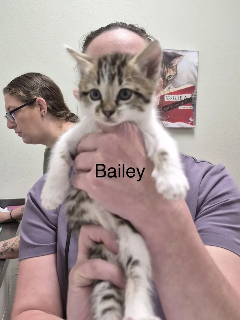 A baby large-sized female American Shorthair cat named Bailey for adoption in Forney, TX