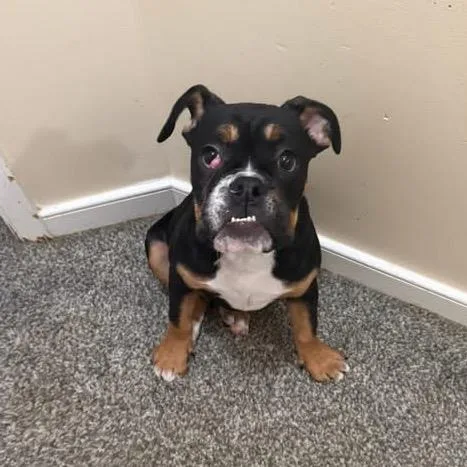 A young small-sized female Black English Bulldog dog named Skadi for adoption in Fredericksburg, VA