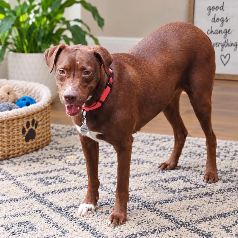 An adult medium-sized female Pit Bull Terrier dog named Winter for adoption in Fort Worth, TX