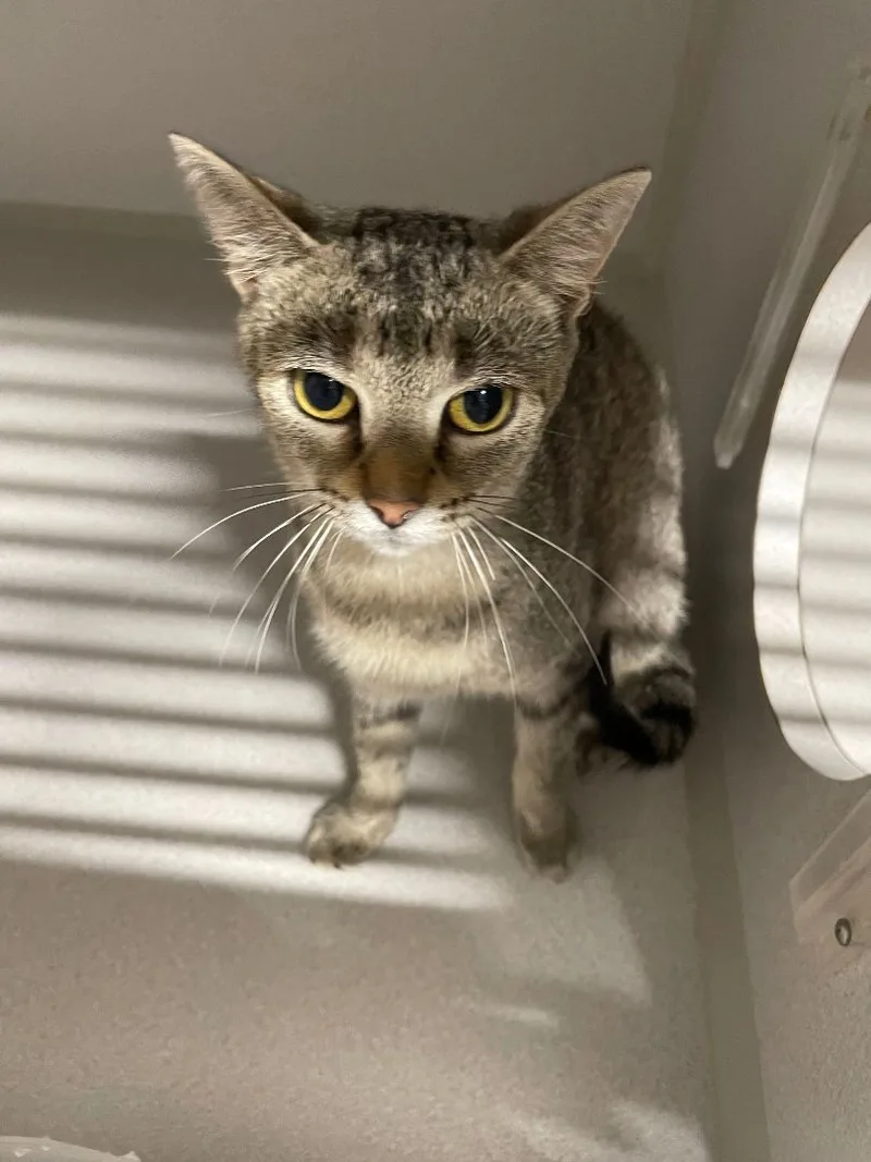 An adult medium-sized female Gray & White Domestic Short Hair cat named Aries for adoption in Peru, IN