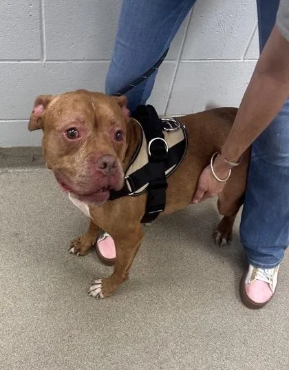An adult medium-sized male Pit Bull Terrier dog named Odin for adoption in Palm Coast, FL