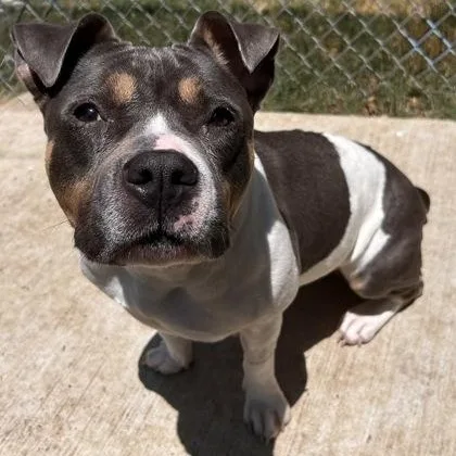 Remi