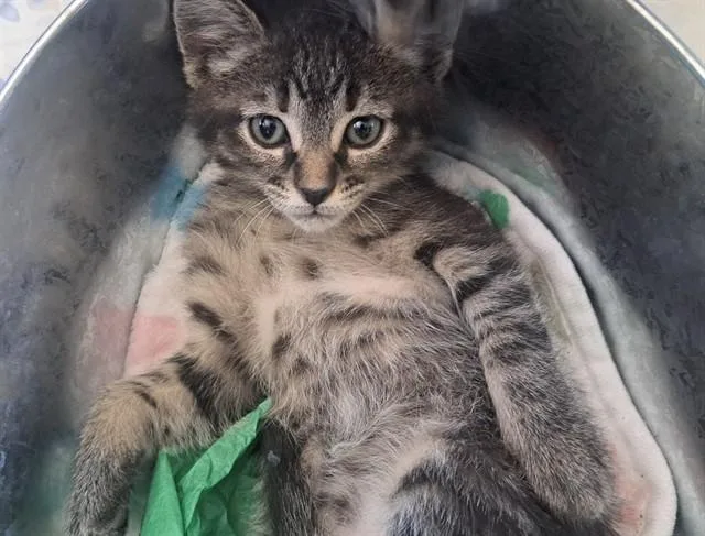 A baby small-sized female Domestic Short Hair cat named Venus for adoption in Pueblo, CO