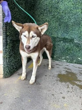 A baby large-sized female Siberian Husky dog named 61676279 for adoption in El Paso, TX
