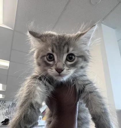 A baby small-sized male Domestic Medium Hair cat named Daeron for adoption in West Chester, PA